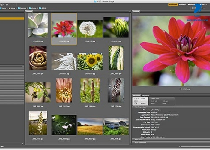 Adobe Bridge (3)